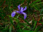 Iris: 1024x768